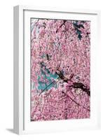 Beautiful Cherry Blossom in Full Bloom in Tokyo Imperial Palace East Gardens, Tokyo, Japan, Asia-Martin Child-Framed Photographic Print