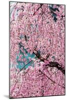 Beautiful Cherry Blossom in Full Bloom in Tokyo Imperial Palace East Gardens, Tokyo, Japan, Asia-Martin Child-Mounted Photographic Print