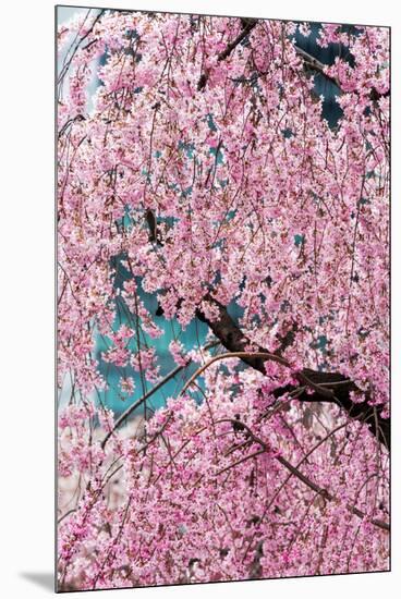 Beautiful Cherry Blossom in Full Bloom in Tokyo Imperial Palace East Gardens, Tokyo, Japan, Asia-Martin Child-Mounted Premium Photographic Print
