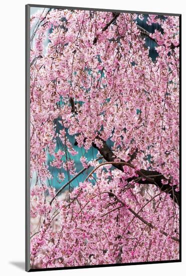 Beautiful Cherry Blossom in Full Bloom in Tokyo Imperial Palace East Gardens, Tokyo, Japan, Asia-Martin Child-Mounted Photographic Print