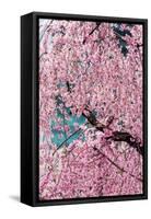 Beautiful Cherry Blossom in Full Bloom in Tokyo Imperial Palace East Gardens, Tokyo, Japan, Asia-Martin Child-Framed Stretched Canvas