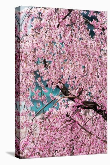 Beautiful Cherry Blossom in Full Bloom in Tokyo Imperial Palace East Gardens, Tokyo, Japan, Asia-Martin Child-Stretched Canvas