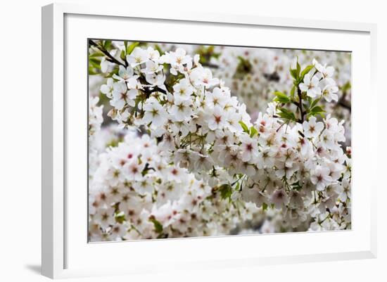 Beautiful Cherry Blossom in Full Bloom in Tokyo Imperial Palace East Gardens, Tokyo, Japan, Asia-Martin Child-Framed Photographic Print