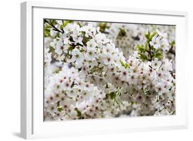 Beautiful Cherry Blossom in Full Bloom in Tokyo Imperial Palace East Gardens, Tokyo, Japan, Asia-Martin Child-Framed Photographic Print