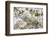 Beautiful Cherry Blossom in Full Bloom in Tokyo Imperial Palace East Gardens, Tokyo, Japan, Asia-Martin Child-Framed Photographic Print