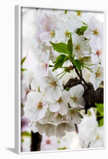 Beautiful Cherry Blossom in Full Bloom in Tokyo Imperial Palace East Gardens, Tokyo, Japan, Asia-Martin Child-Framed Photographic Print