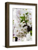 Beautiful Cherry Blossom in Full Bloom in Tokyo Imperial Palace East Gardens, Tokyo, Japan, Asia-Martin Child-Framed Photographic Print