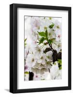 Beautiful Cherry Blossom in Full Bloom in Tokyo Imperial Palace East Gardens, Tokyo, Japan, Asia-Martin Child-Framed Photographic Print