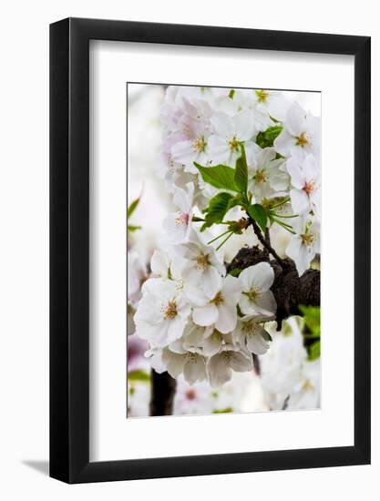 Beautiful Cherry Blossom in Full Bloom in Tokyo Imperial Palace East Gardens, Tokyo, Japan, Asia-Martin Child-Framed Photographic Print