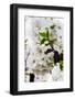 Beautiful Cherry Blossom in Full Bloom in Tokyo Imperial Palace East Gardens, Tokyo, Japan, Asia-Martin Child-Framed Photographic Print