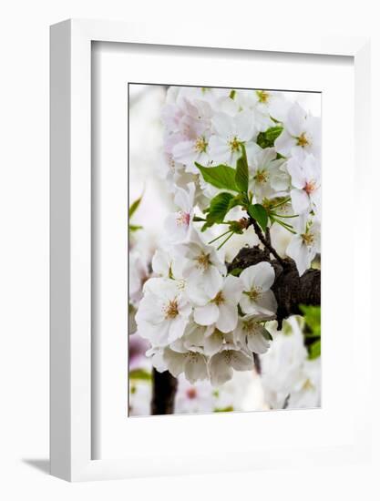 Beautiful Cherry Blossom in Full Bloom in Tokyo Imperial Palace East Gardens, Tokyo, Japan, Asia-Martin Child-Framed Photographic Print