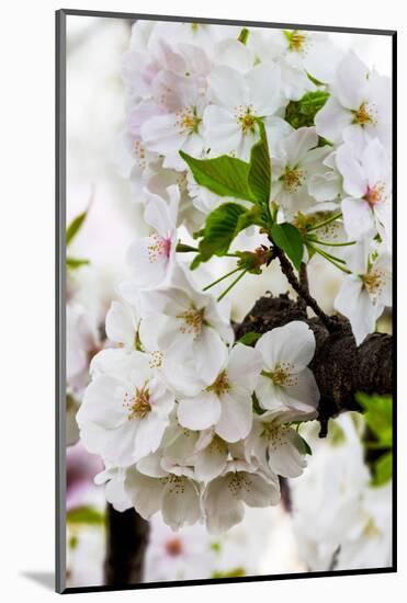 Beautiful Cherry Blossom in Full Bloom in Tokyo Imperial Palace East Gardens, Tokyo, Japan, Asia-Martin Child-Mounted Photographic Print