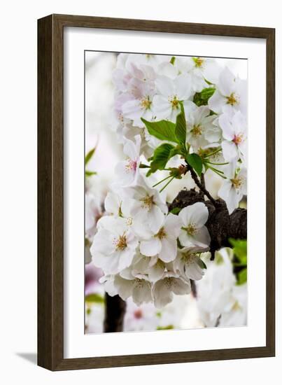 Beautiful Cherry Blossom in Full Bloom in Tokyo Imperial Palace East Gardens, Tokyo, Japan, Asia-Martin Child-Framed Photographic Print