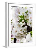 Beautiful Cherry Blossom in Full Bloom in Tokyo Imperial Palace East Gardens, Tokyo, Japan, Asia-Martin Child-Framed Photographic Print