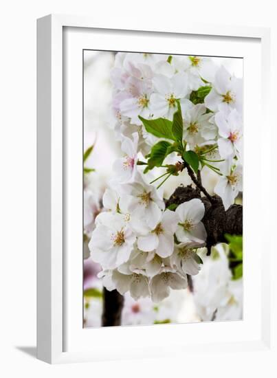 Beautiful Cherry Blossom in Full Bloom in Tokyo Imperial Palace East Gardens, Tokyo, Japan, Asia-Martin Child-Framed Photographic Print