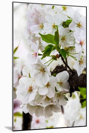 Beautiful Cherry Blossom in Full Bloom in Tokyo Imperial Palace East Gardens, Tokyo, Japan, Asia-Martin Child-Mounted Photographic Print