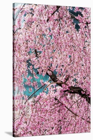 Beautiful Cherry Blossom in Full Bloom in Tokyo Imperial Palace East Gardens, Tokyo, Japan, Asia-Martin Child-Stretched Canvas