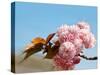 Beautiful Cherry Tree Flowers, Pink Bloom, Spring Flowers Background, Spring Cherry Blossoms-Artnature-Stretched Canvas