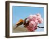 Beautiful Cherry Tree Flowers, Pink Bloom, Spring Flowers Background, Spring Cherry Blossoms-Artnature-Framed Photographic Print