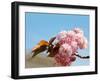 Beautiful Cherry Tree Flowers, Pink Bloom, Spring Flowers Background, Spring Cherry Blossoms-Artnature-Framed Photographic Print