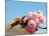 Beautiful Cherry Tree Flowers, Pink Bloom, Spring Flowers Background, Spring Cherry Blossoms-Artnature-Mounted Photographic Print