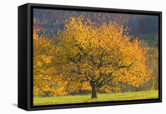 Beautiful Cherry Tree-null-Framed Stretched Canvas