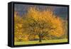 Beautiful Cherry Tree-null-Framed Stretched Canvas