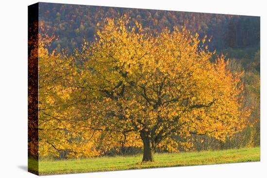 Beautiful Cherry Tree-null-Stretched Canvas