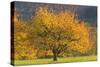 Beautiful Cherry Tree-null-Stretched Canvas