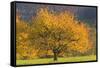 Beautiful Cherry Tree-null-Framed Stretched Canvas