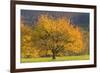 Beautiful Cherry Tree-null-Framed Photographic Print