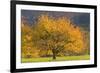 Beautiful Cherry Tree-null-Framed Photographic Print