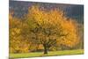 Beautiful Cherry Tree-null-Mounted Photographic Print