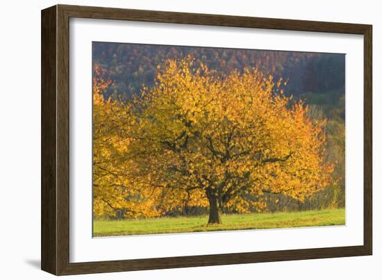 Beautiful Cherry Tree-null-Framed Photographic Print