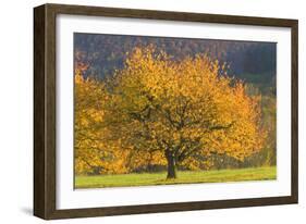 Beautiful Cherry Tree-null-Framed Photographic Print