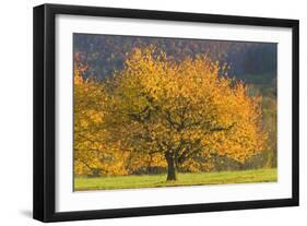 Beautiful Cherry Tree-null-Framed Photographic Print