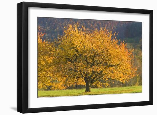 Beautiful Cherry Tree-null-Framed Photographic Print