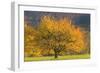 Beautiful Cherry Tree-null-Framed Photographic Print