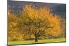 Beautiful Cherry Tree-null-Mounted Photographic Print