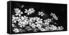 Beautiful Chickweed Flowers in Black and White. Stellaria Graminea-Ladislav KubeÅ¡-Framed Stretched Canvas