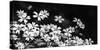 Beautiful Chickweed Flowers in Black and White. Stellaria Graminea-Ladislav KubeÅ¡-Stretched Canvas