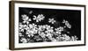 Beautiful Chickweed Flowers in Black and White. Stellaria Graminea-Ladislav KubeÅ¡-Framed Photographic Print