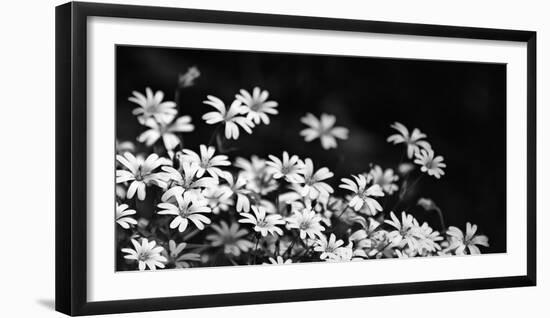 Beautiful Chickweed Flowers in Black and White. Stellaria Graminea-Ladislav KubeÅ¡-Framed Photographic Print