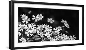 Beautiful Chickweed Flowers in Black and White. Stellaria Graminea-Ladislav KubeÅ¡-Framed Photographic Print