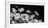 Beautiful Chickweed Flowers in Black and White. Stellaria Graminea-Ladislav KubeÅ¡-Framed Photographic Print