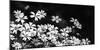 Beautiful Chickweed Flowers in Black and White. Stellaria Graminea-Ladislav KubeÅ¡-Mounted Photographic Print