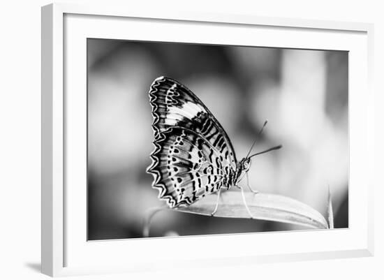 Beautiful Close Up of a Butterfly in the Garden-Mohana AntonMeryl-Framed Photographic Print