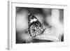 Beautiful Close Up of a Butterfly in the Garden-Mohana AntonMeryl-Framed Photographic Print