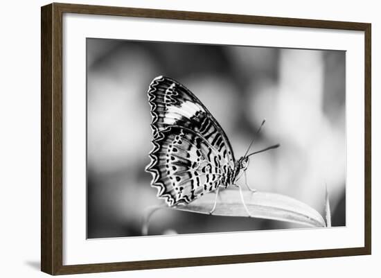 Beautiful Close Up of a Butterfly in the Garden-Mohana AntonMeryl-Framed Photographic Print