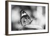 Beautiful Close Up of a Butterfly in the Garden-Mohana AntonMeryl-Framed Photographic Print